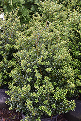 Chesapeake Japanese Holly (Ilex crenata 'Chesapeake') at Garden Treasures