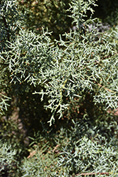 Blue Ice Smooth Arizona Cypress (Cupressus arizonica 'Blue Ice') at Garden Treasures