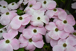 Stellar Pink Flowering Dogwood (Cornus 'Stellar Pink') at Garden Treasures
