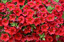 Superbells Red Calibrachoa (Calibrachoa 'INCALIMRED') at Garden Treasures