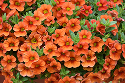 Aloha Hot Orange Calibrachoa (Calibrachoa 'Aloha Hot Orange') at Garden Treasures