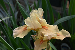 Apricot Silk Iris (Iris 'Apricot Silk') at Garden Treasures