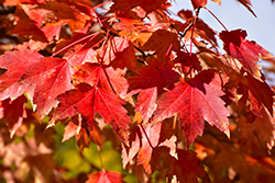Sun Valley Red Maple (Acer rubrum 'Sun Valley') at Garden Treasures