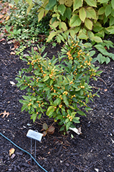 Berry Heavy Gold Winterberry (Ilex verticillata 'Roberta Case') at Garden Treasures