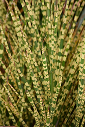 Gold Bar Maiden Grass (Miscanthus sinensis 'Gold Bar') at Garden Treasures