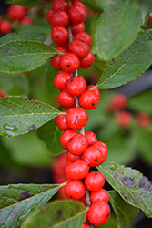 Red Sprite Winterberry (Ilex verticillata 'Red Sprite') at Garden Treasures