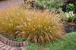 Hameln Dwarf Fountain Grass (Pennisetum alopecuroides 'Hameln') at Garden Treasures