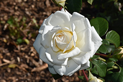 Cloud 10 Rose (Rosa 'Radclean') at Garden Treasures