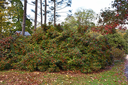 Winter Red Winterberry (Ilex verticillata 'Winter Red') at Garden Treasures