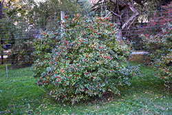 Berry Nice Winterberry (Ilex verticillata 'Spriber') at Garden Treasures