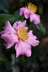 Winter's Star Camellia (Camellia 'Winter's Star') at Garden Treasures