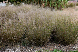 Shenandoah Reed Switch Grass (Panicum virgatum 'Shenandoah') at Garden Treasures