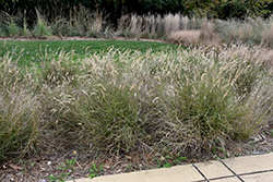 Karley Rose Oriental Fountain Grass (Pennisetum orientale 'Karley Rose') at Garden Treasures