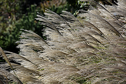Gracillimus Maiden Grass (Miscanthus sinensis 'Gracillimus') at Garden Treasures