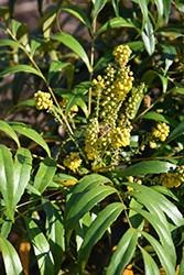 Soft Caress Mahonia (Mahonia eurybracteata 'Soft Caress') at Garden Treasures