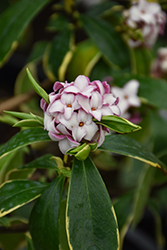 Fragrant Variegated Winter Daphne (Daphne odora 'Aureomarginata') at Garden Treasures