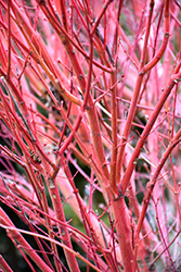 Coral Bark Japanese Maple (Acer palmatum 'Sango Kaku') at Garden Treasures