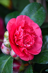 April Tryst Camellia (Camellia japonica 'April Tryst') at Garden Treasures