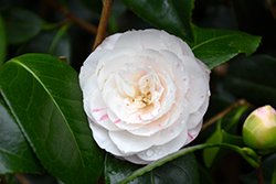 April Dawn Camellia (Camellia japonica 'April Dawn') at Garden Treasures
