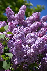 Common Lilac (Syringa vulgaris) at Garden Treasures