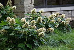 Munchkin Hydrangea (Hydrangea quercifolia 'Munchkin') at Garden Treasures