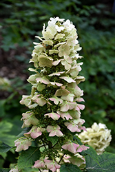 Munchkin Hydrangea (Hydrangea quercifolia 'Munchkin') at Garden Treasures