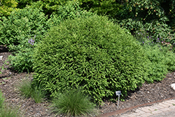 Green Gem Boxwood (Buxus 'Green Gem') at Garden Treasures