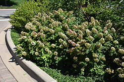 Snow Queen Hydrangea (Hydrangea quercifolia 'Snow Queen') at Garden Treasures