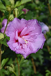 Lavender Chiffon Rose Of Sharon (Hibiscus syriacus 'Notwoodone') at Garden Treasures
