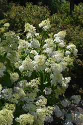 Little Lamb Hydrangea (Hydrangea paniculata 'Little Lamb') at Garden Treasures