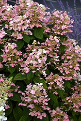 Quick Fire Hydrangea (Hydrangea paniculata 'Bulk') at Garden Treasures