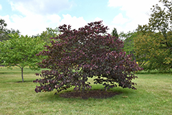 Forest Pansy Redbud (Cercis canadensis 'Forest Pansy') at Garden Treasures