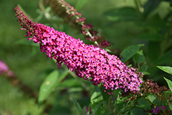 Miss Molly Butterfly Bush (Buddleia 'Miss Molly') at Garden Treasures