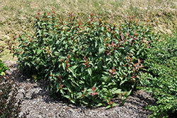 Kodiak Red Diervilla (Diervilla 'G2X885411') at Garden Treasures