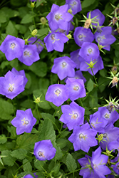 Blue Clips Bellflower (Campanula carpatica 'Blue Clips') at Garden Treasures