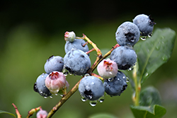 Blueray Blueberry (Vaccinium corymbosum 'Blueray') at Garden Treasures