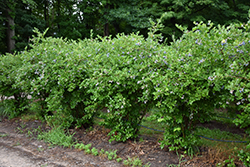 Jersey Blueberry (Vaccinium corymbosum 'Jersey') at Garden Treasures