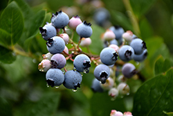 Bluecrop Blueberry (Vaccinium corymbosum 'Bluecrop') at Garden Treasures