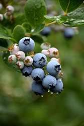Duke Blueberry (Vaccinium corymbosum 'Duke') at Garden Treasures