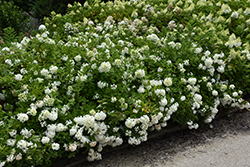 Bombshell Hydrangea (Hydrangea paniculata 'Bombshell') at Garden Treasures