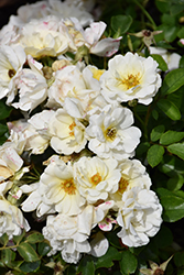 White Drift Rose (Rosa 'Meizorland') at Garden Treasures
