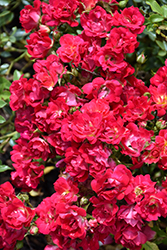 Red Drift Rose (Rosa 'Meigalpio') at Garden Treasures