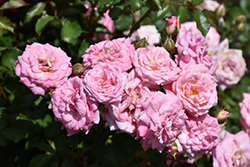 Sweet Drift Rose (Rosa 'Meiswetdom') at Garden Treasures