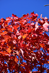October Glory Red Maple (Acer rubrum 'October Glory') at Garden Treasures