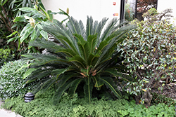 Japanese Sago Palm (Cycas revoluta) at Garden Treasures
