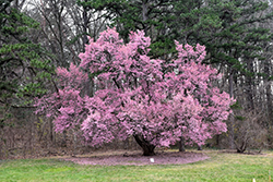 Okame Flowering Cherry (Prunus 'Okame') at Garden Treasures