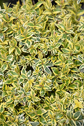 Radiance Abelia (Abelia x grandiflora 'Radiance') at Garden Treasures