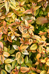 Kaleidoscope Abelia (Abelia x grandiflora 'Kaleidoscope') at Garden Treasures