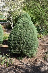 Carolina Sapphire Arizona Cypress (topiary) (Cupressus arizonica 'Carolina Sapphire (topiary)') at Garden Treasures