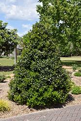 Oak Leaf Holly (Ilex 'Conaf') at Garden Treasures